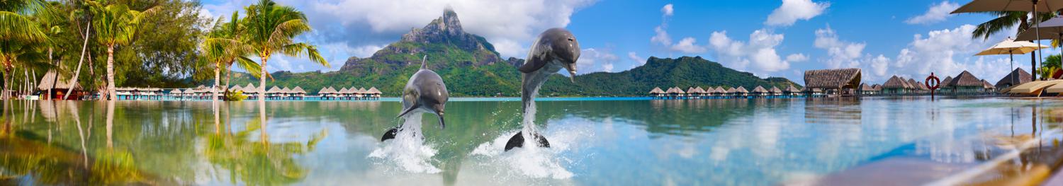 Изображение скинали, дельфины