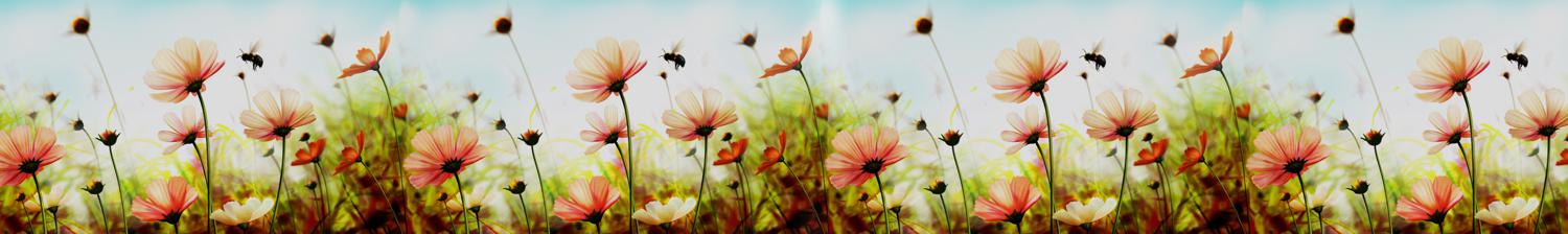 Изображение скинали, цветы, небо, насекомые