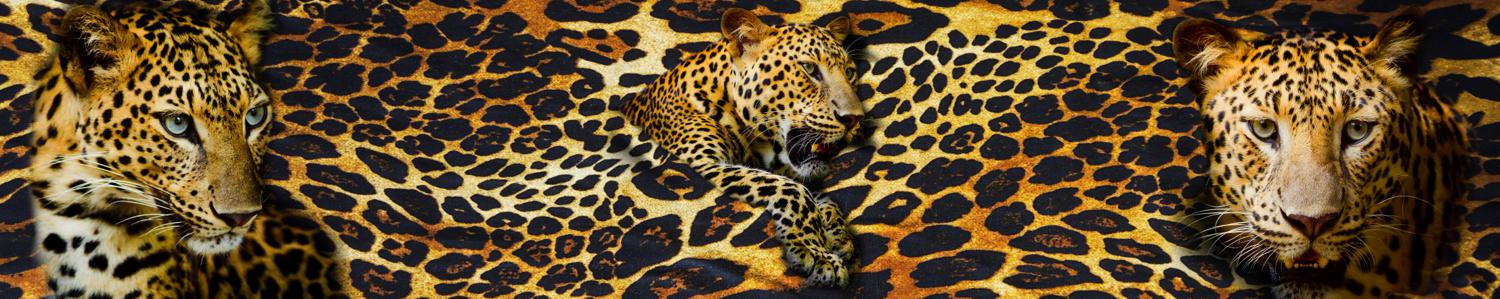 Изображение скинали, животные, леопард