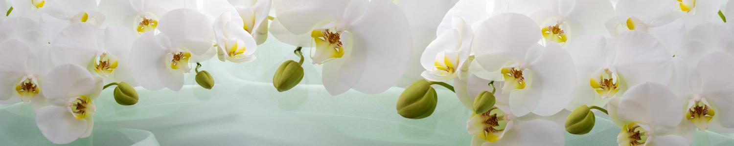 Изображение скинали, цветы, орхидеи