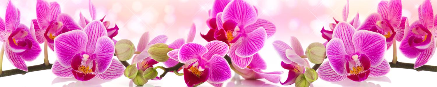 Изображение скинали, цветы, орхидея
