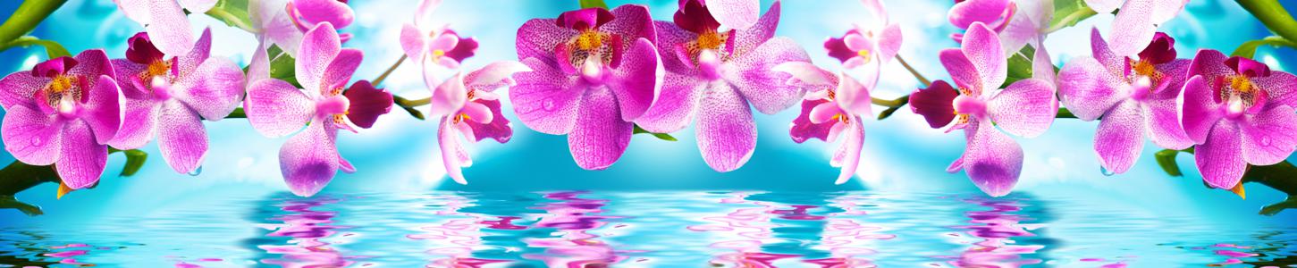 Изображение скинали, вода, цветы, орхидея, ветка