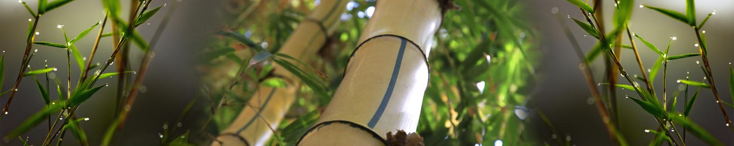 Изображение скинали, природа, бамбук