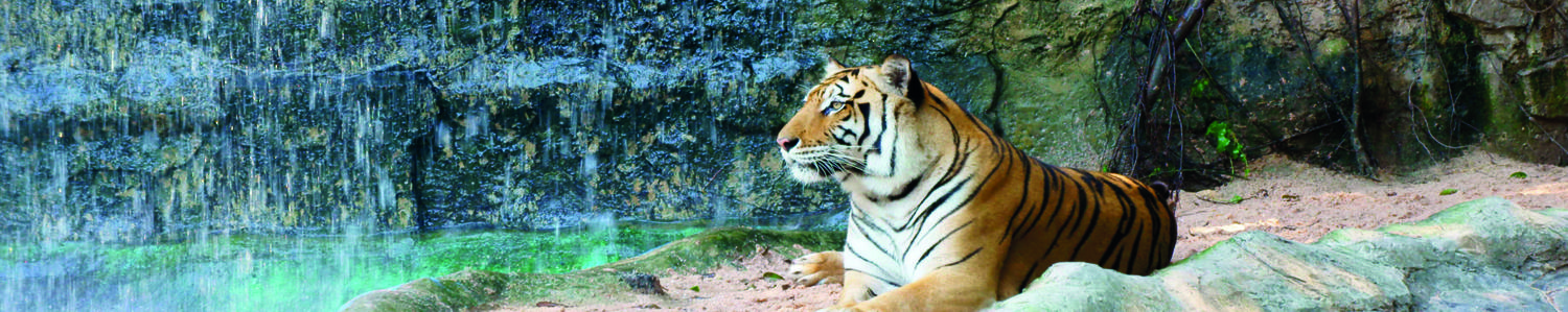 Изображение скинали, животные, тигр