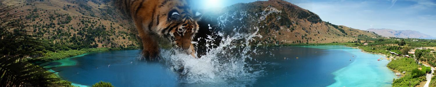 Изображение скинали, тигр, животное