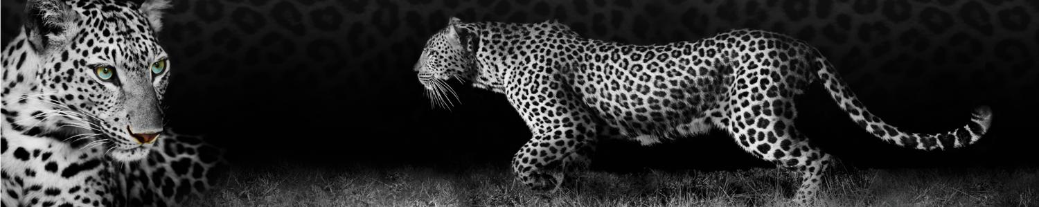 Изображение скинали, леопард, животное