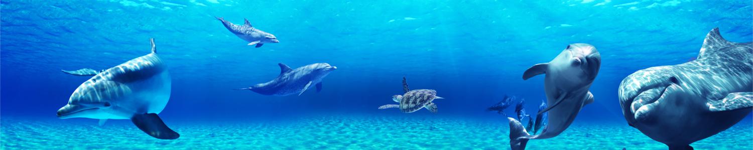 Изображение скинали, море, дельфины, водоем