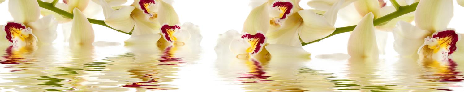 Изображение скинали, вода, цветы, орхидея