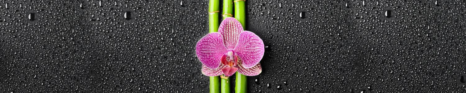Изображение скинали, цветы, орхидея, бамбук