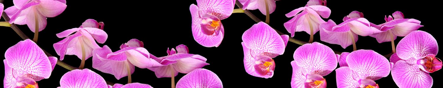 Изображение скинали, цветы, орхидея