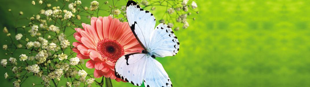 Изображение скинали, цветы, бабочка