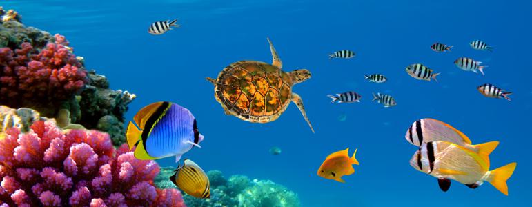 Изображение скинали, аквариум, подводный, рабы, мир, черепаха