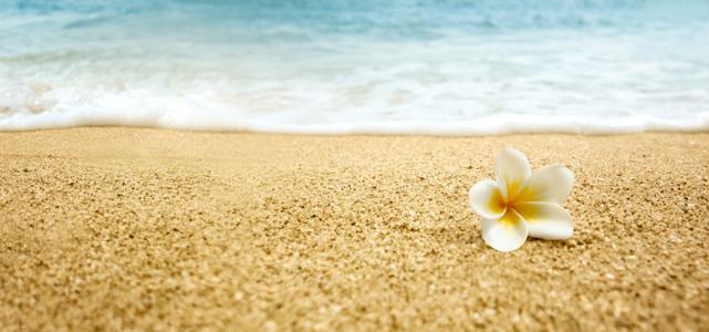 Изображение скинали, природа, цветок, пляж