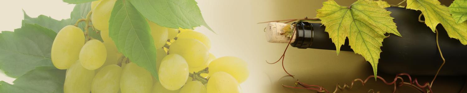 Изображение скинали, виноград, вино, бутылка