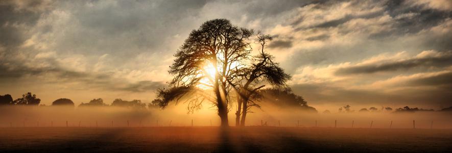 Изображение скинали, природа, закат, дерево, лучи, туман