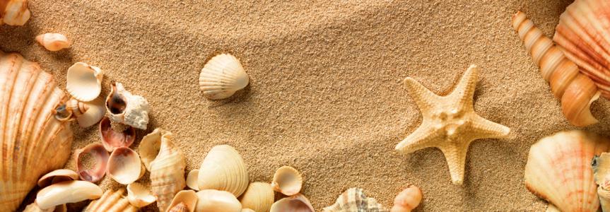 Изображение скинали, пляж, песок, ракушки