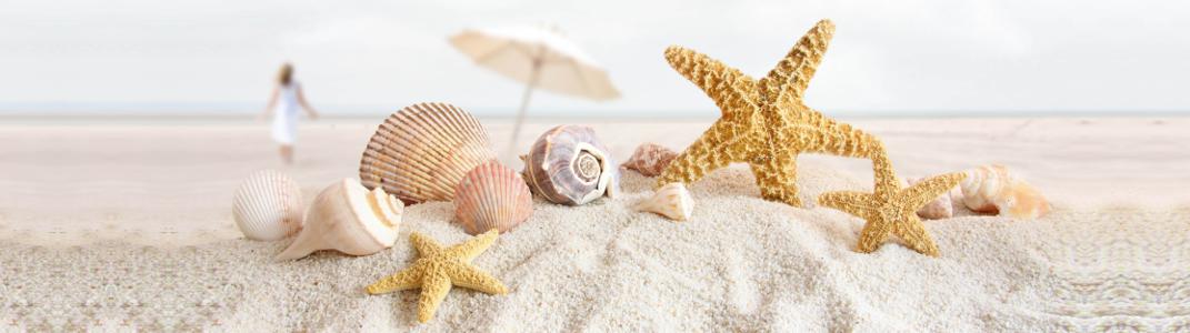 Изображение скинали, природа, пляж, ракушка, песок, морская, звезда