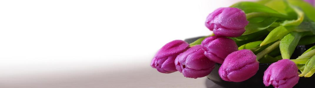 Изображение скинали, цветы, тюльпаны, фиолетовые
