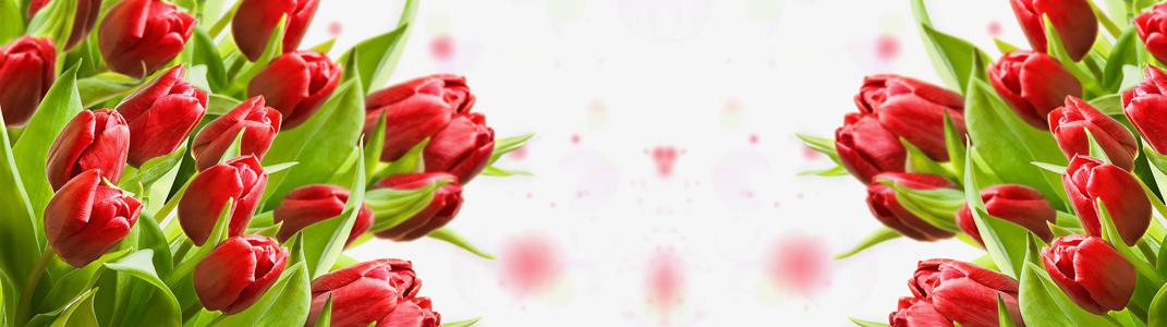 Изображение скинали, цветы, тюльпаны, красные