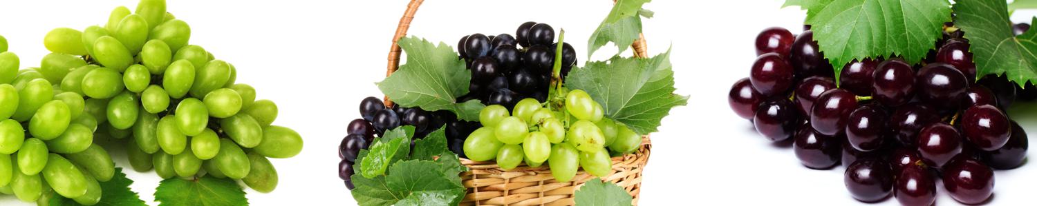 Изображение скинали, виноград, вино, лоза, корзина
