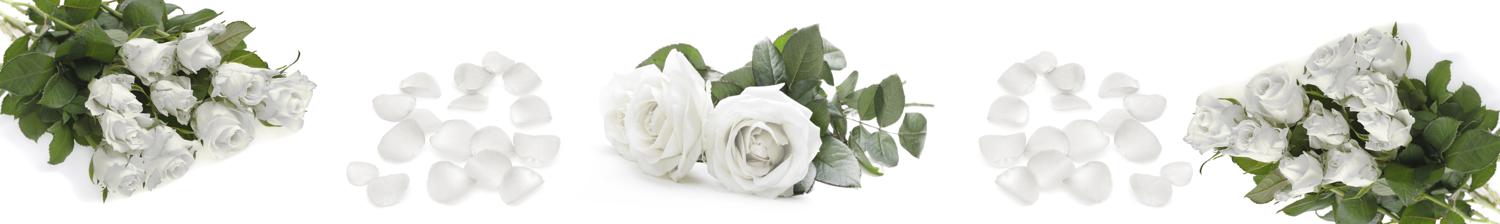 Изображение скинали, цветы, роза, белая