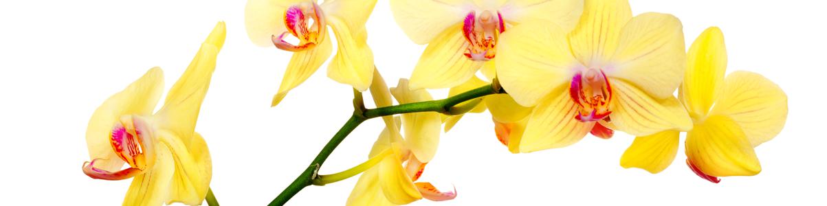 Изображение скинали, цветы, орхидея, желтая