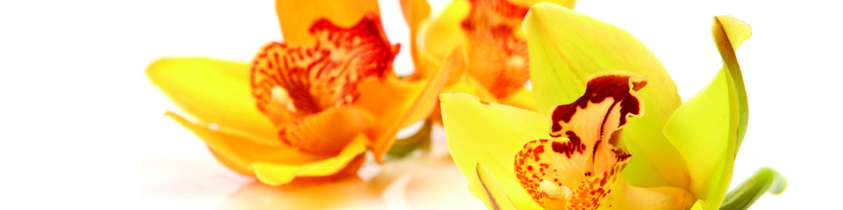 Изображение скинали, цветы, орхидея, желтая