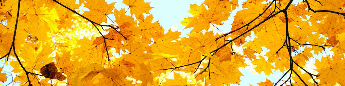 Изображение скинали, листья, осень, желтые, клен