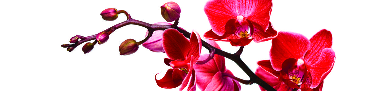 Изображение скинали, орхидея, красная