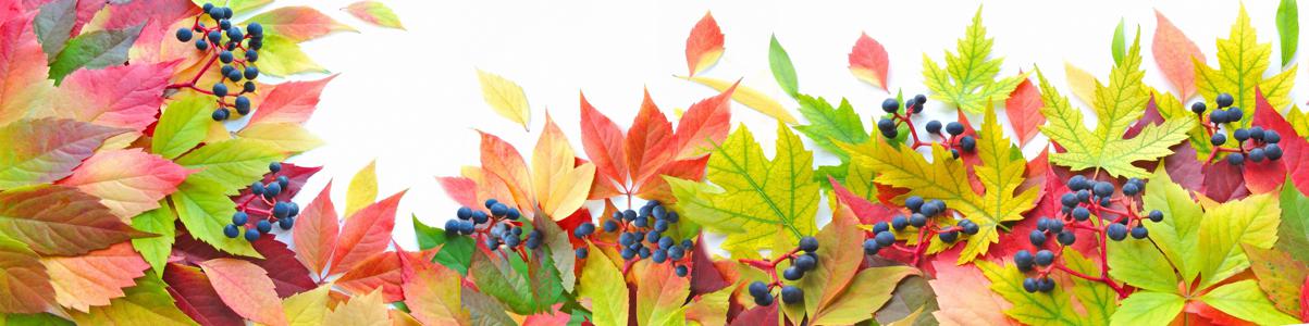 Изображение скинали, осень, листва