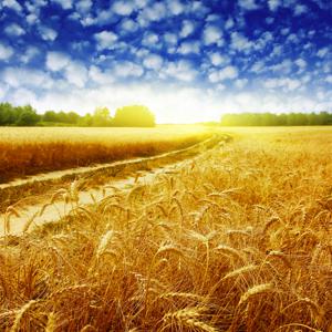 Изображение скинали, пшеница