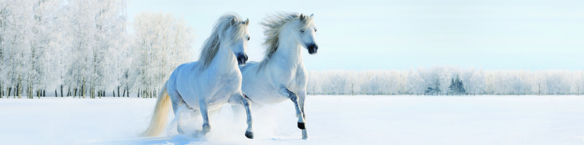 Изображение скинали, природа, зима, лошади