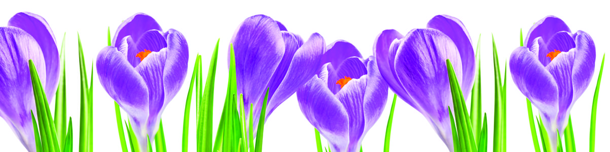 Изображение скинали, цветы, фиолетовый, крокус