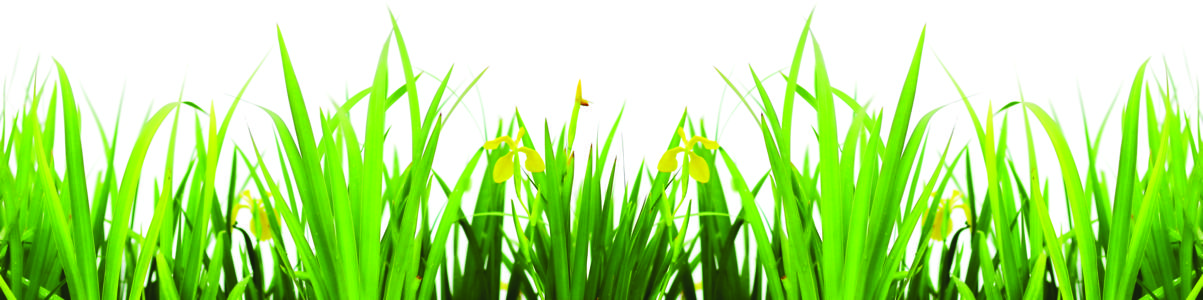 Изображение скинали, трава, свежая, зеленая