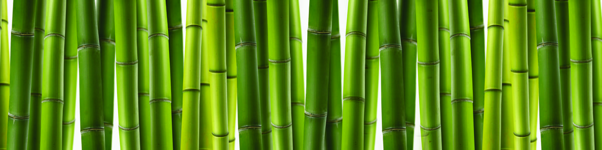 Изображение скинали, зеленый, бамбук