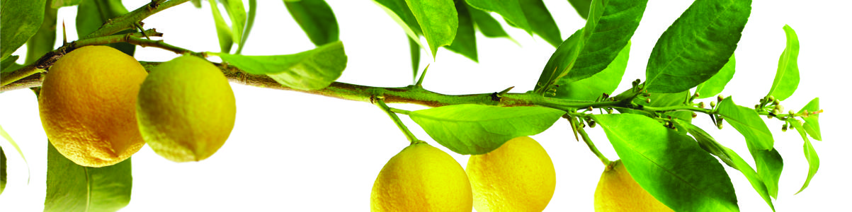 Изображение скинали, лимон, ветка, растение