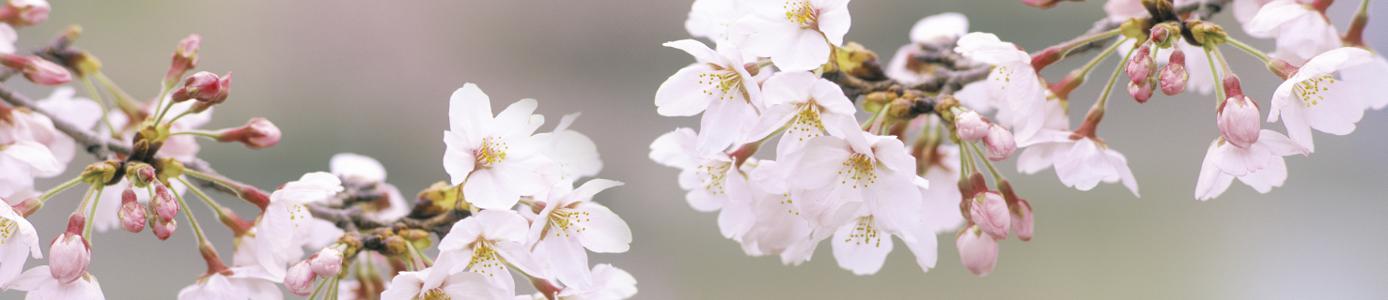 Изображение скинали, цветы, вишня, сакура